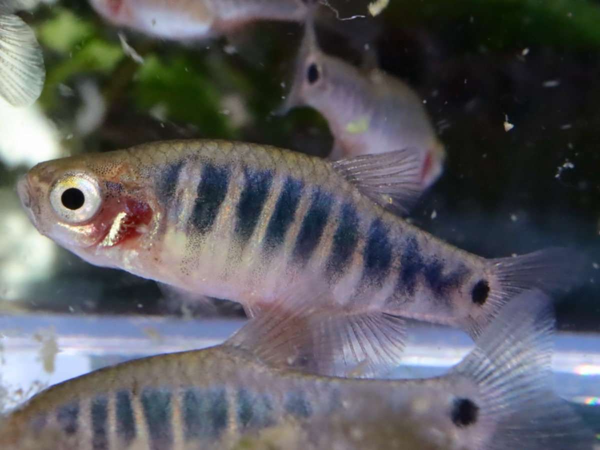 Danio erythromicron エリスロミクロン