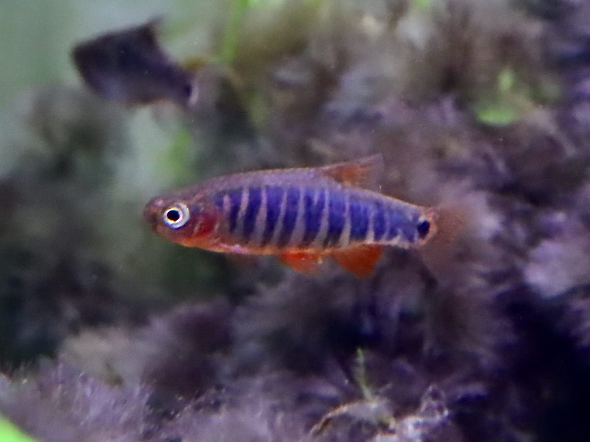 Danio erythromicron エリスロミクロン