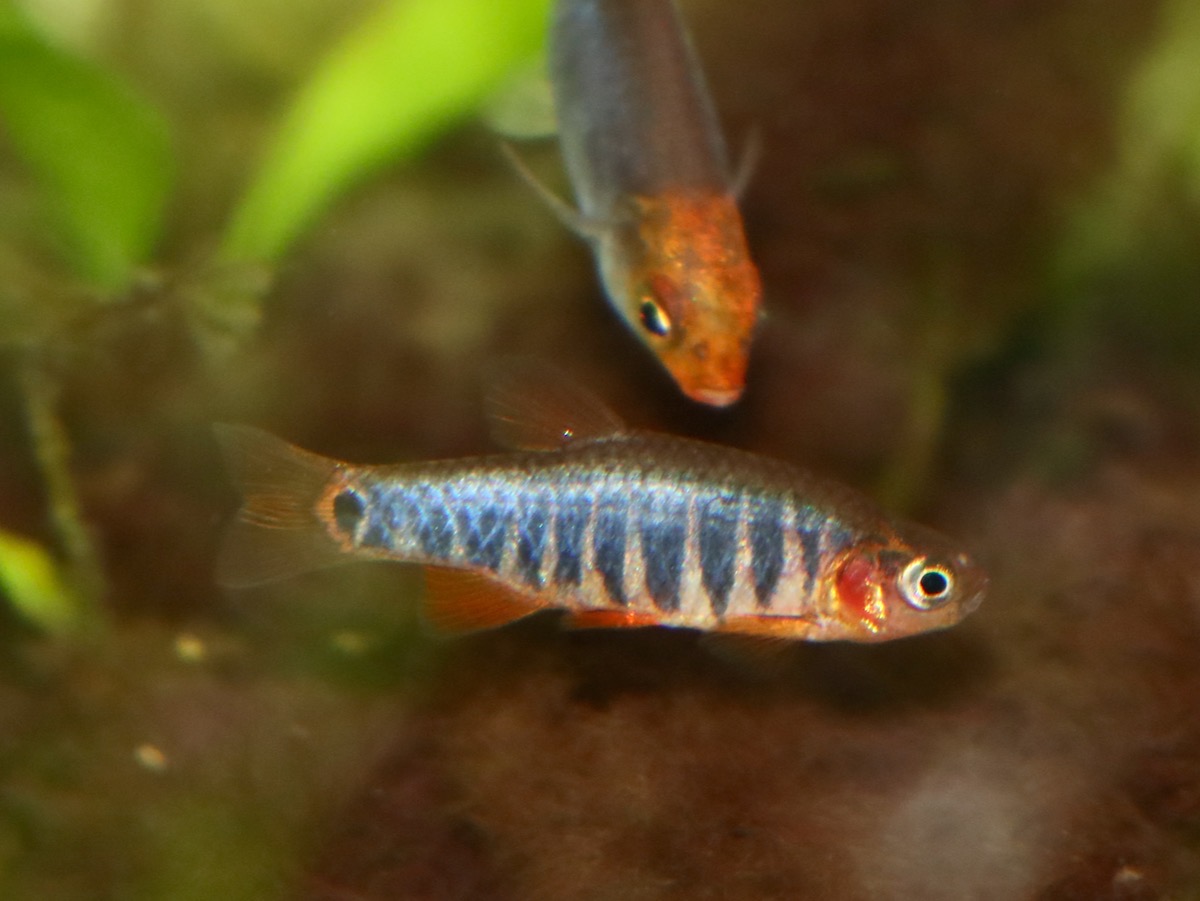 Danio erythromicron エリスロミクロン