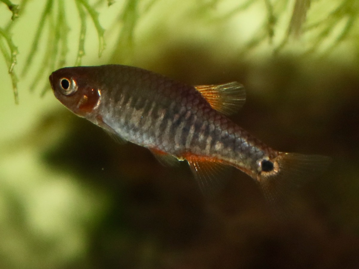 Danio erythromicron エリスロミクロン