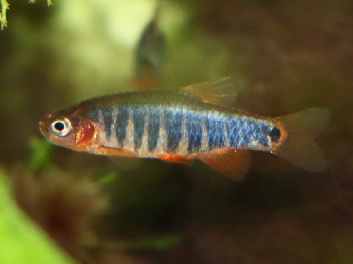 Danio erythromicron エリスロミクロン