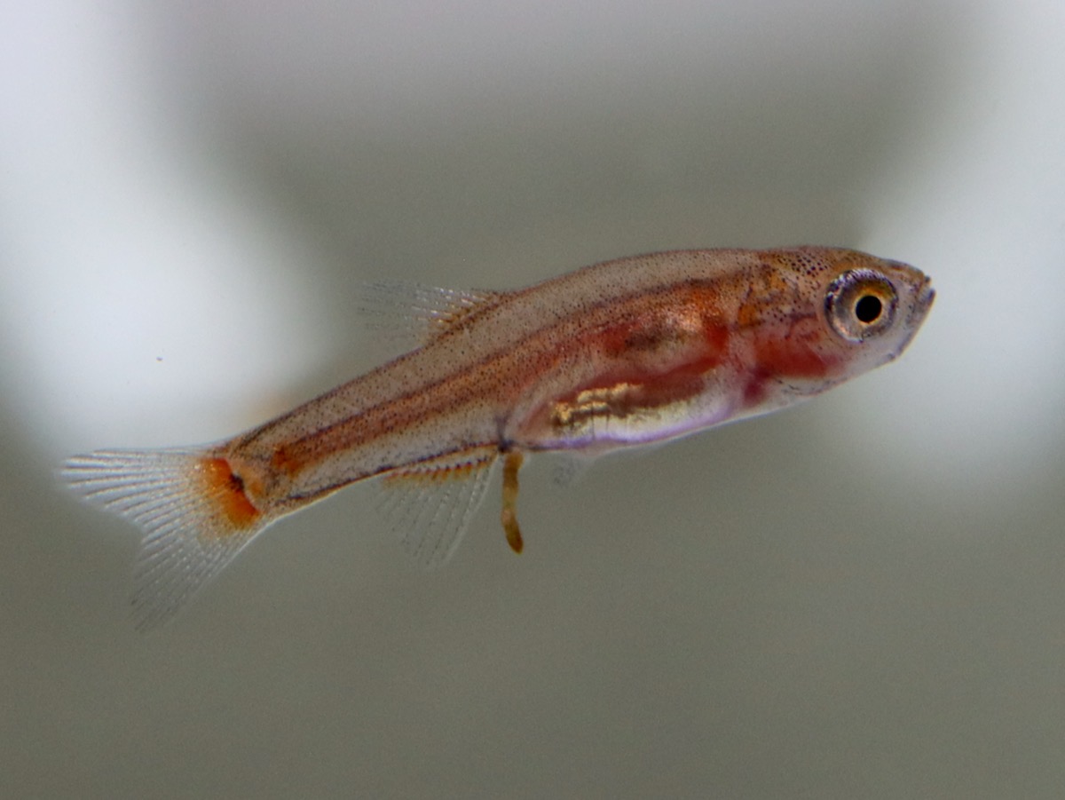 Danio erythromicron エリスロミクロン