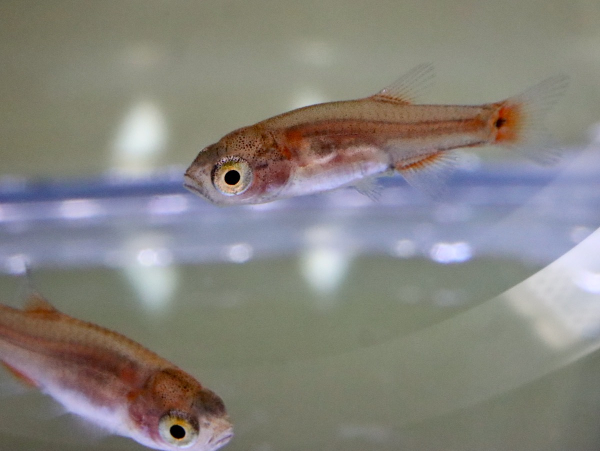 Danio erythromicron エリスロミクロン