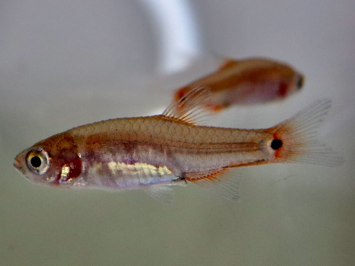 Danio erythromicron エリスロミクロン