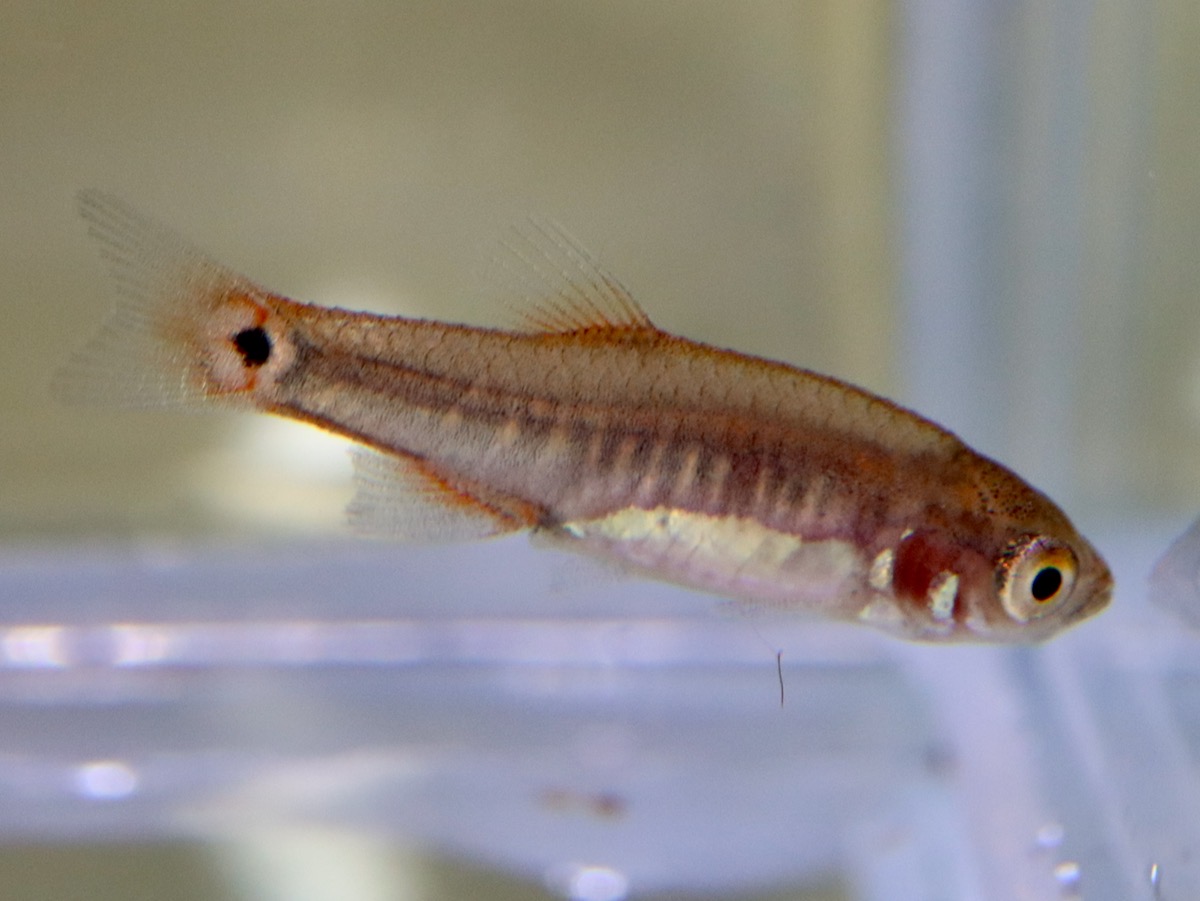 Danio erythromicron エリスロミクロン