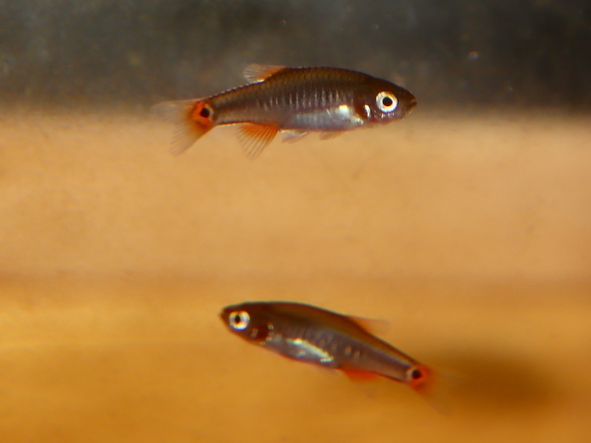 Danio erythromicron エリスロミクロン