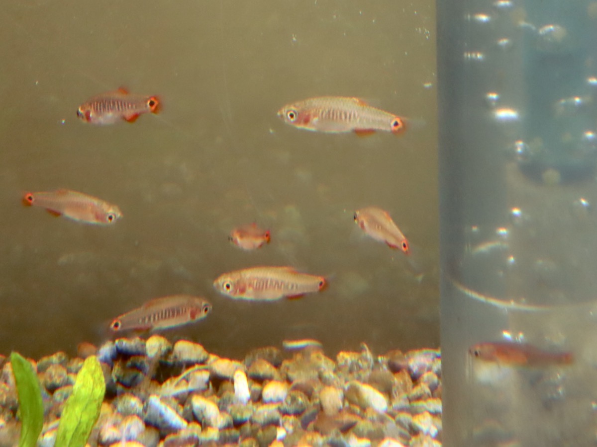 Danio erythromicron エリスロミクロン