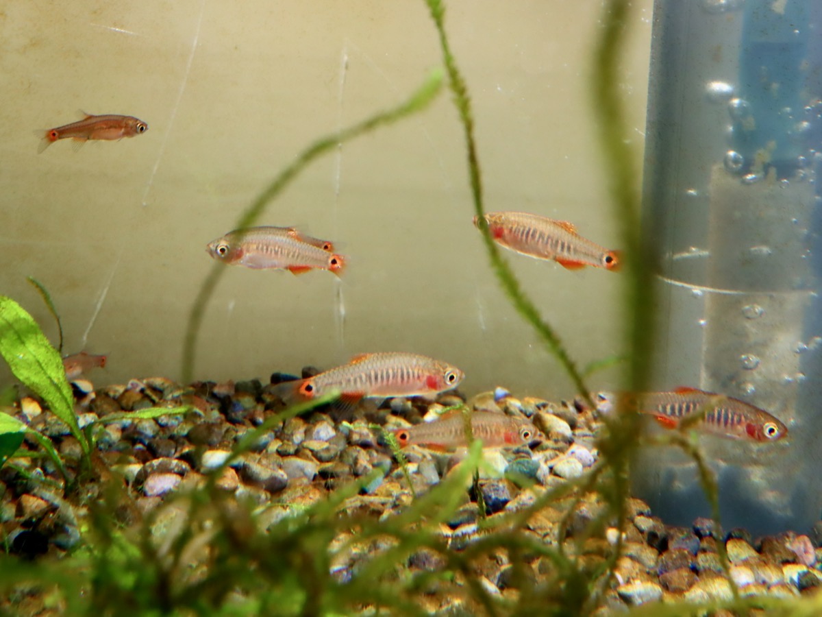 Danio erythromicron エリスロミクロン