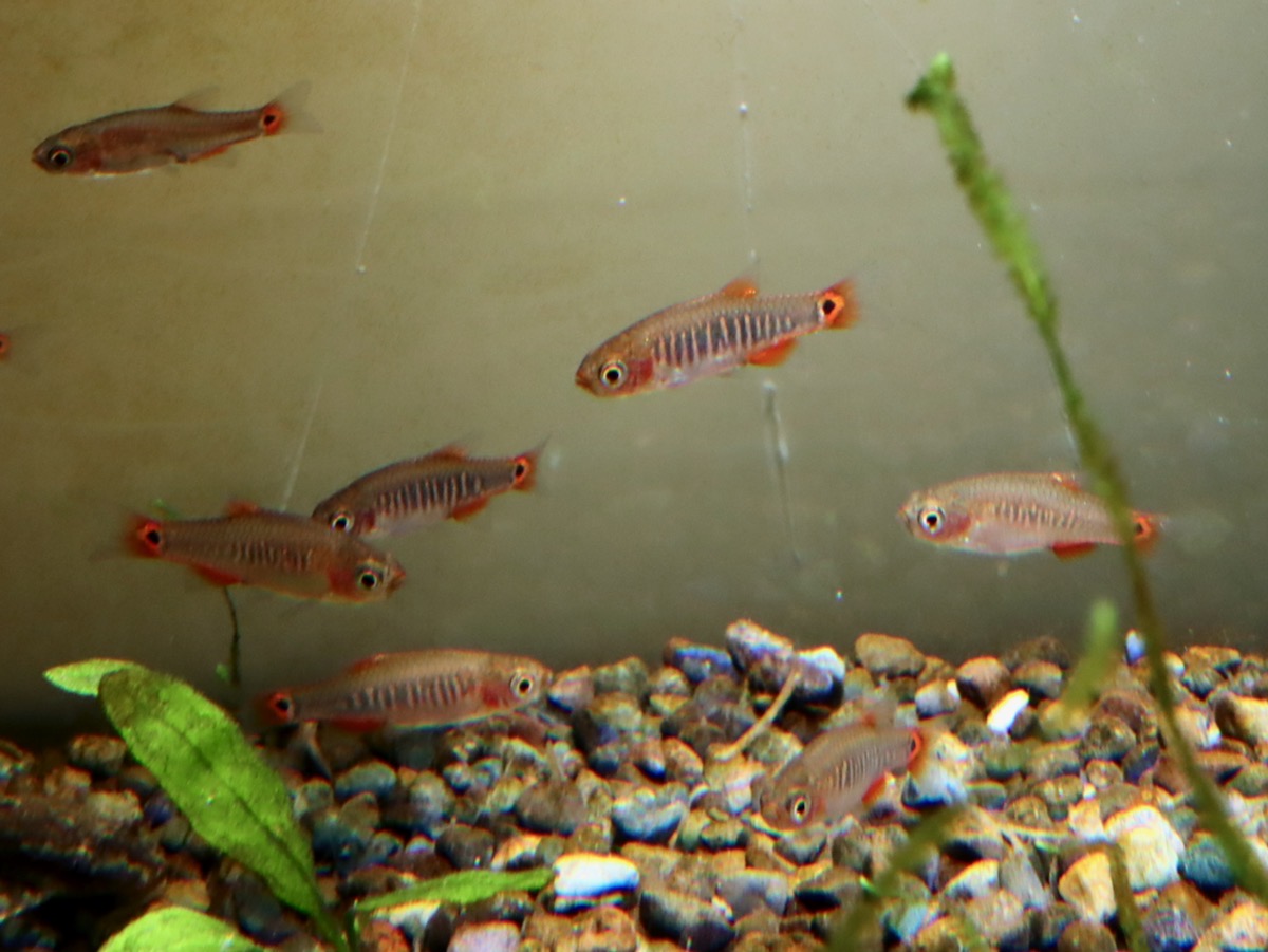 Danio erythromicron エリスロミクロン