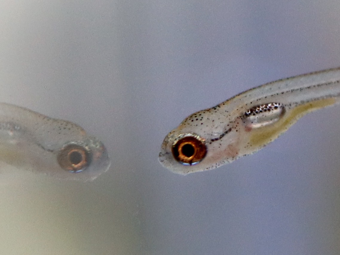 Danio erythromicron エリスロミクロン