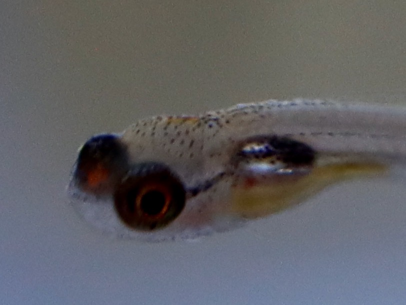 Danio erythromicron エリスロミクロン