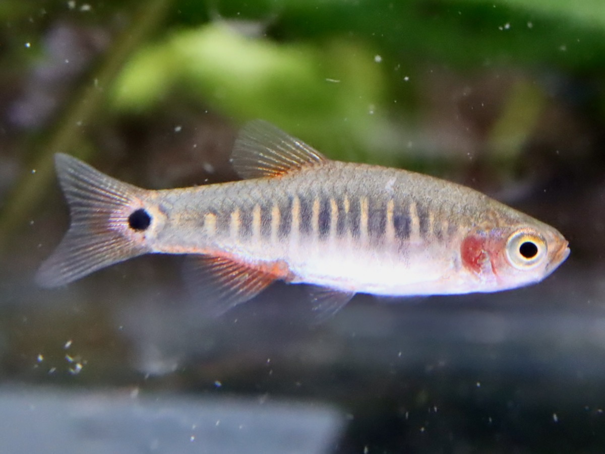 Danio erythromicron エリスロミクロン