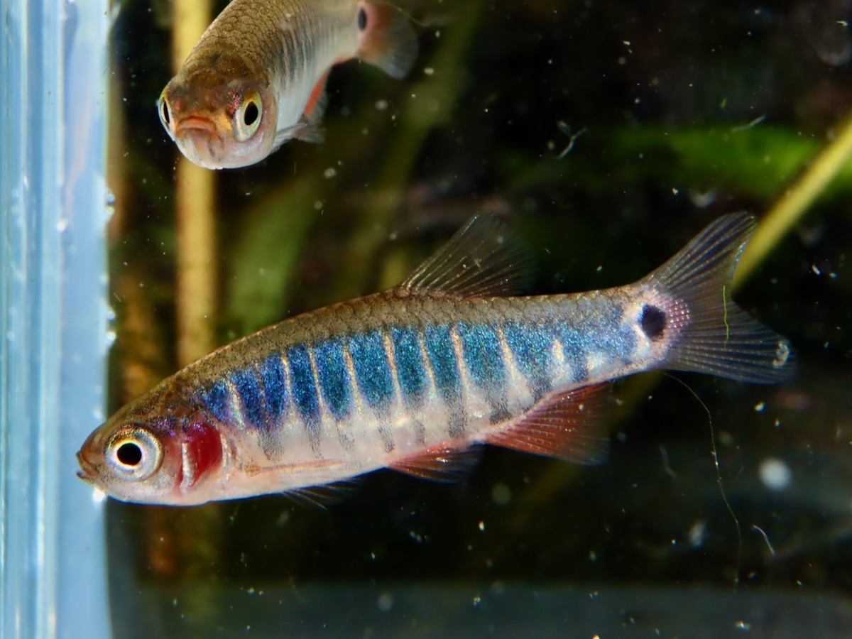 Danio erythromicron エリスロミクロン