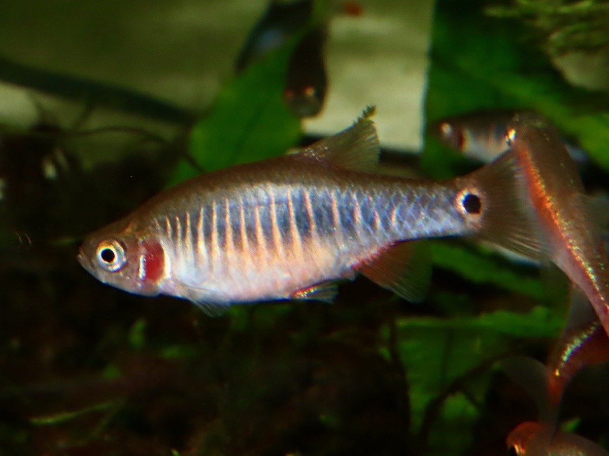 Danio erythromicron エリスロミクロン