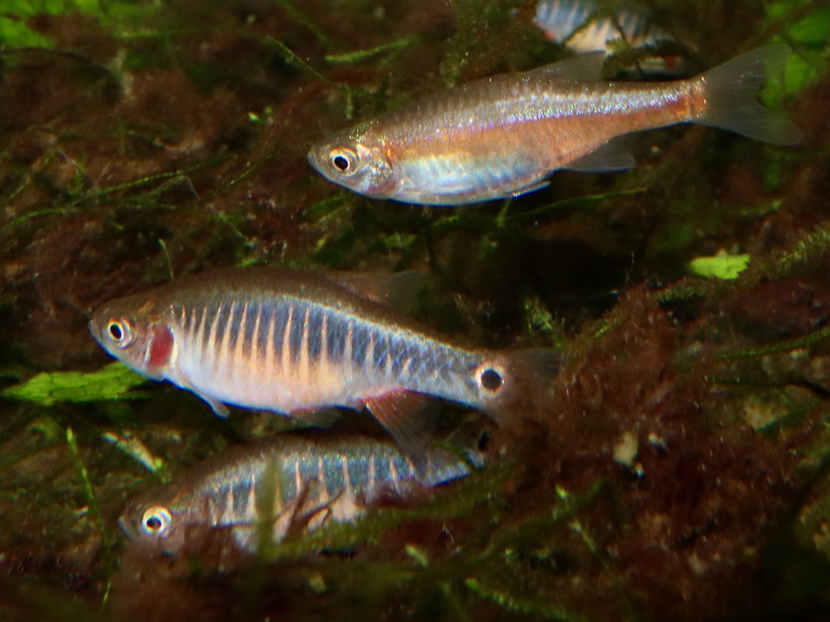 Danio erythromicron エリスロミクロン