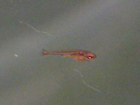 Danio erythromicron breeding fry エリスロミクロン繁殖