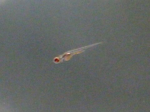 Danio erythromicron breeding fry エリスロミクロン繁殖