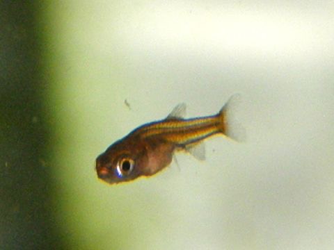 Danio erythromicron breeding fry エリスロミクロン繁殖