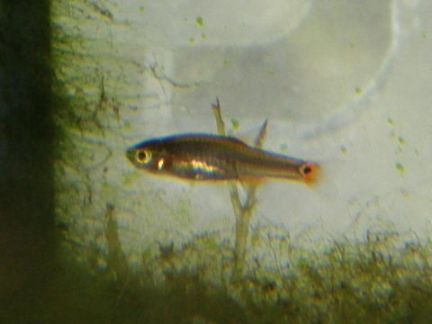 Danio erythromicron breeding fry エリスロミクロン繁殖