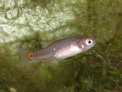 Danio erythromicron breeding fry エリスロミクロン繁殖