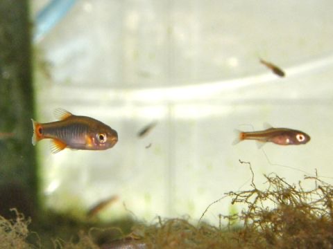 Danio erythromicron breeding fry エリスロミクロン繁殖