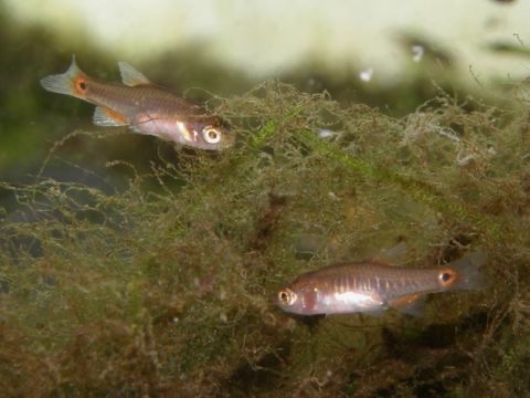 Danio erythromicron breeding fry エリスロミクロン繁殖