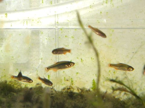 Danio erythromicron breeding fry エリスロミクロン繁殖