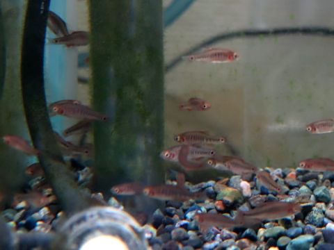 Danio erythromicron breeding fry エリスロミクロン繁殖