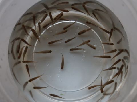 Danio erythromicron breeding fry エリスロミクロン繁殖