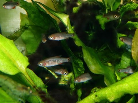 Danio erythromicron breeding fry エリスロミクロン繁殖