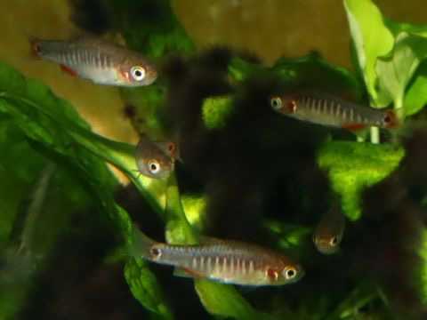 Danio erythromicron breeding fry エリスロミクロン繁殖