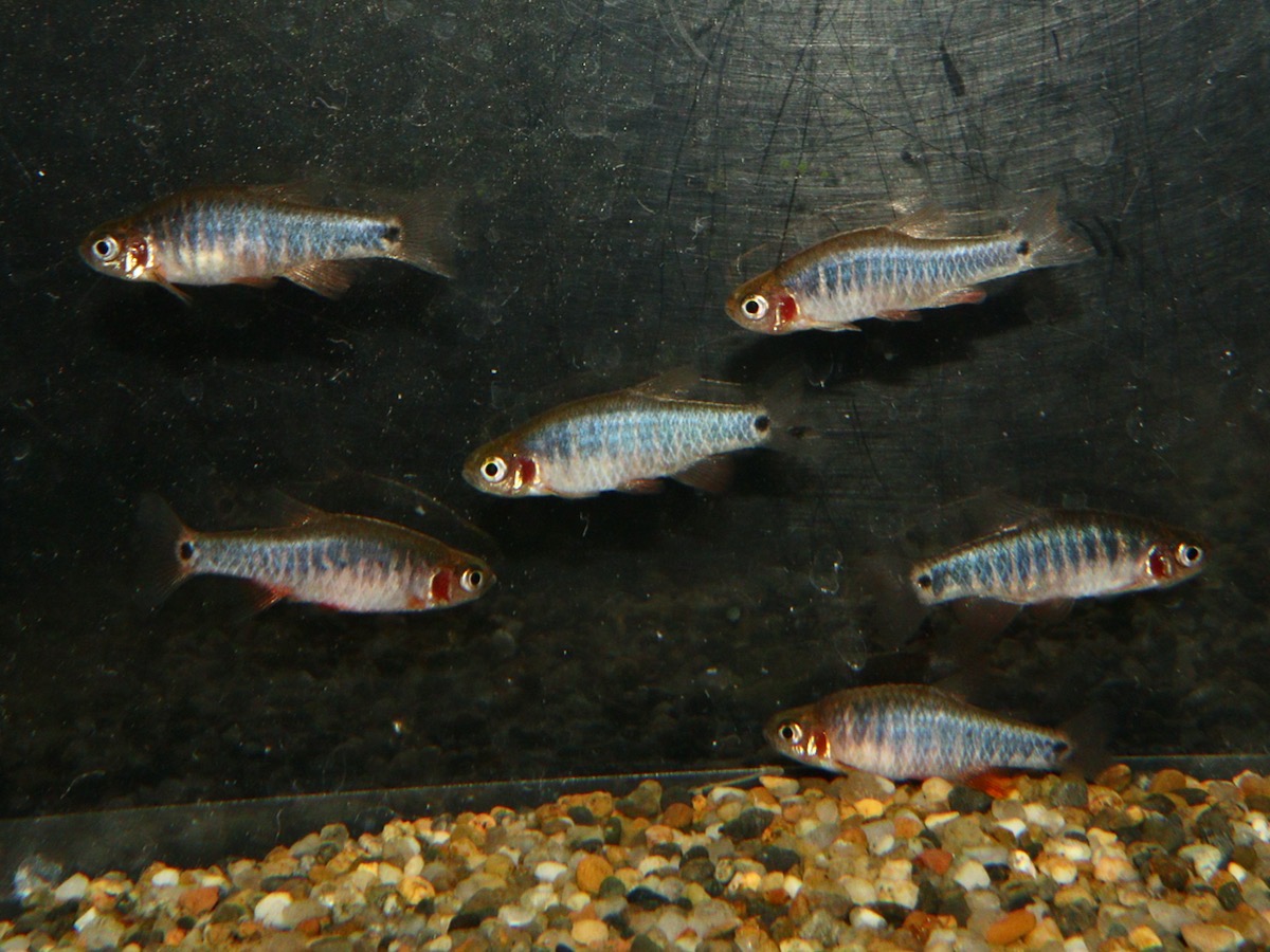 Danio erythromicron breeding fry エリスロミクロン繁殖