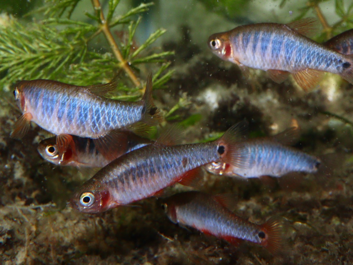 Danio erythromicron breeding fry エリスロミクロン繁殖