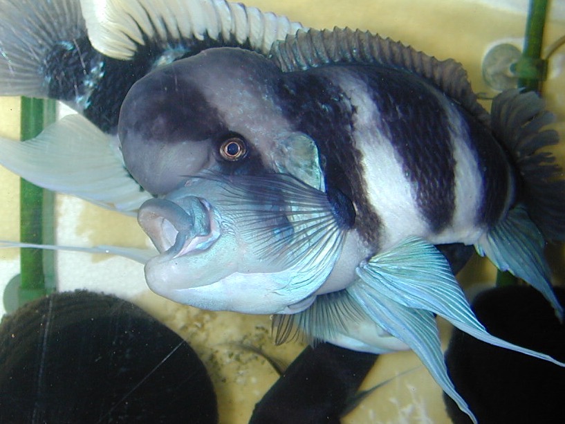 Cyphotilapia frontosa