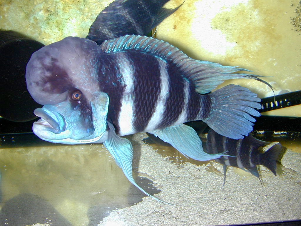 Cyphotilapia frontosa