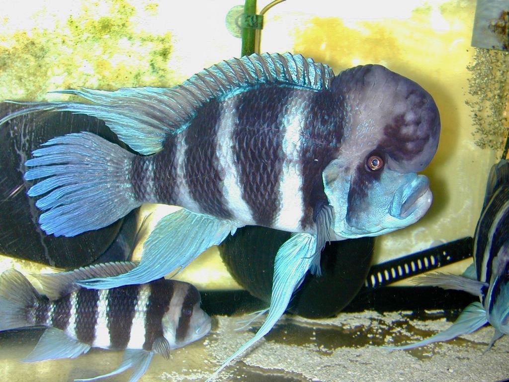 Cyphotilapia frontosa