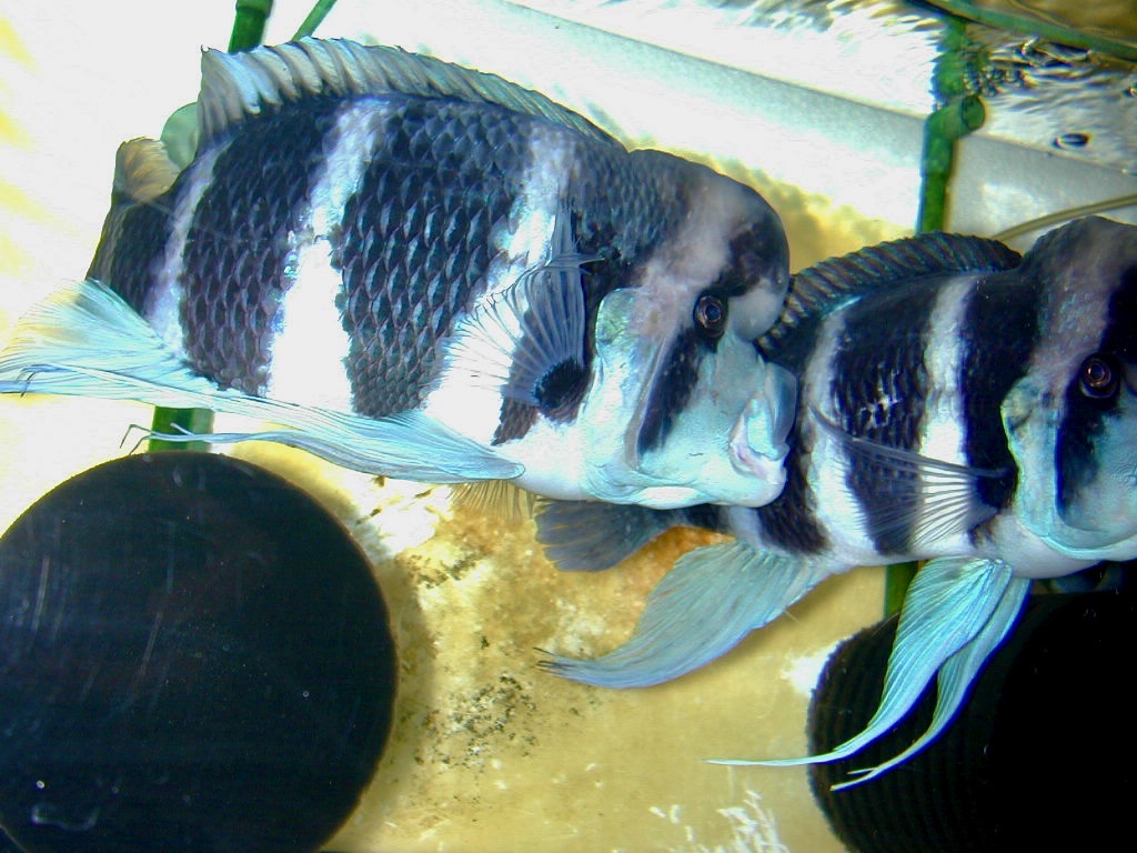 Cyphotilapia frontosa