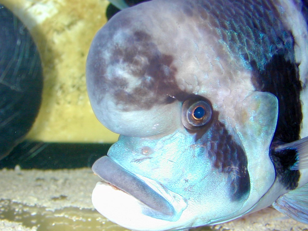 Cyphotilapia frontosa