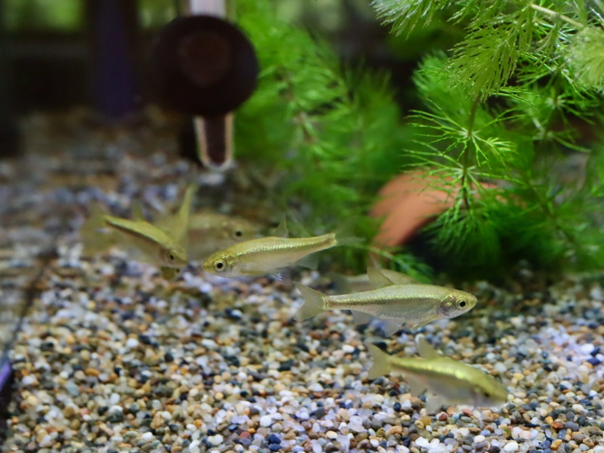 カワバタモロコの繁殖 Hemigrammocypris rasborella