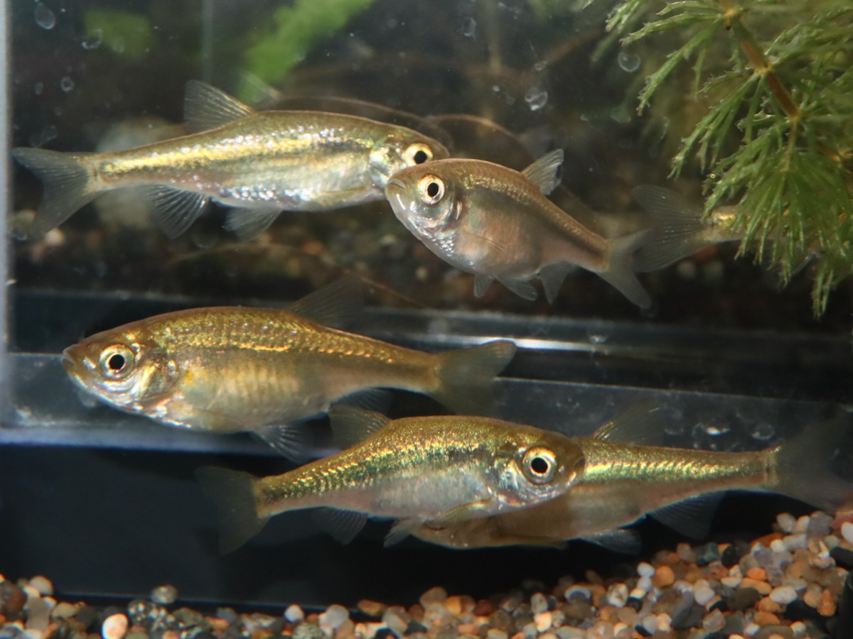 カワバタモロコの幼魚 繁殖 Hemigrammocypris rasborella