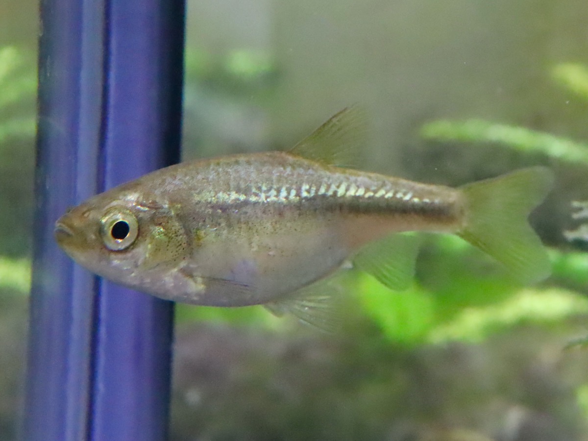 カワバタモロコの幼魚 繁殖 Hemigrammocypris rasborella