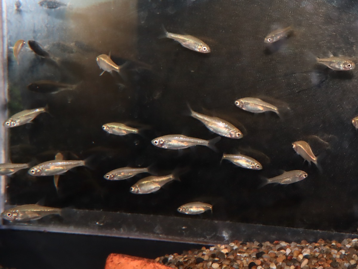 カワバタモロコの幼魚 繁殖 Hemigrammocypris rasborella