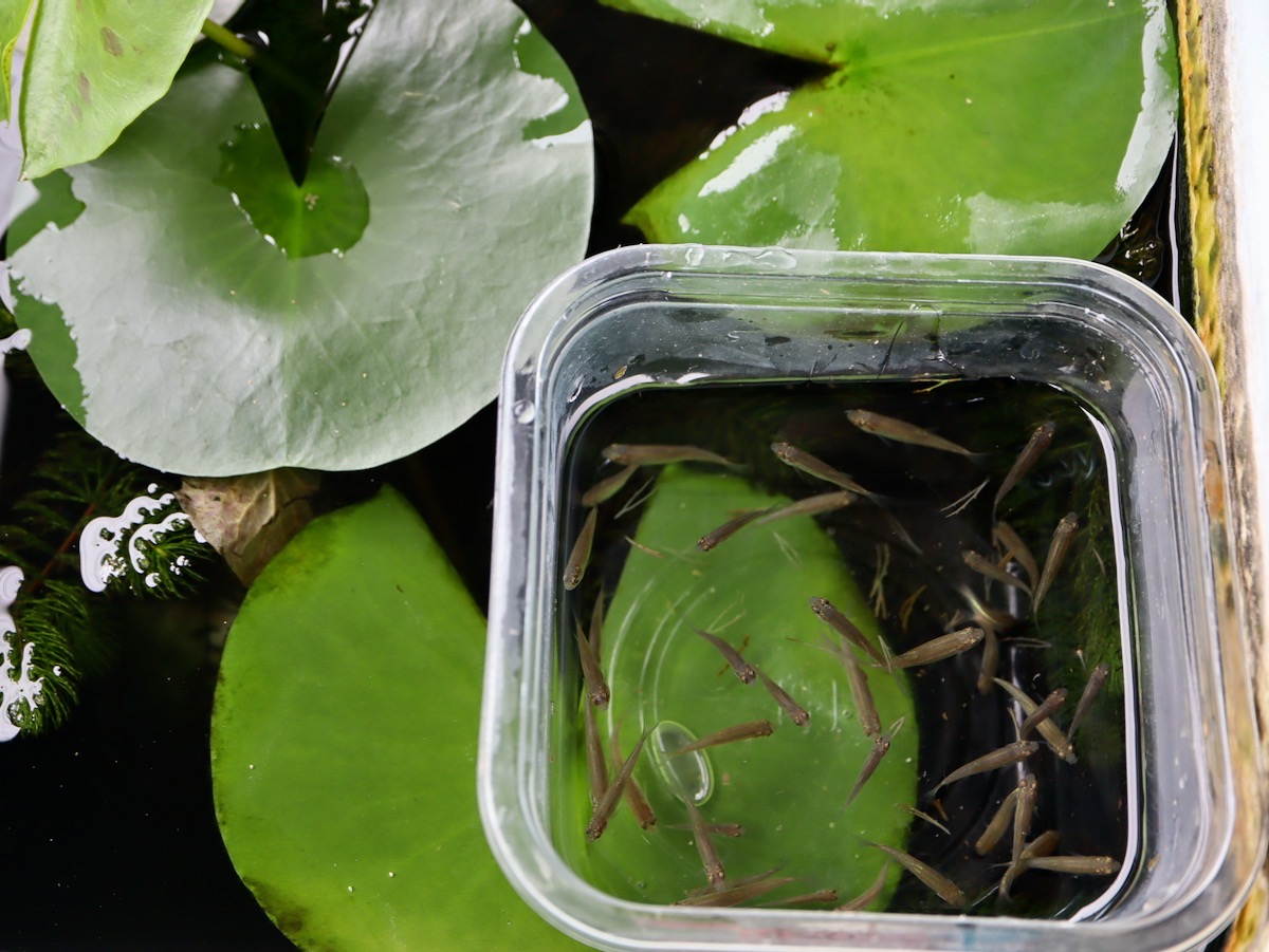 カワバタモロコの幼魚 繁殖 Hemigrammocypris rasborella