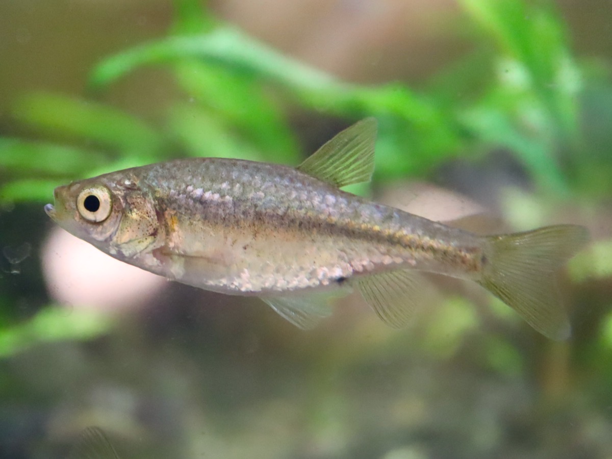 カワバタモロコの幼魚 繁殖 Hemigrammocypris rasborella