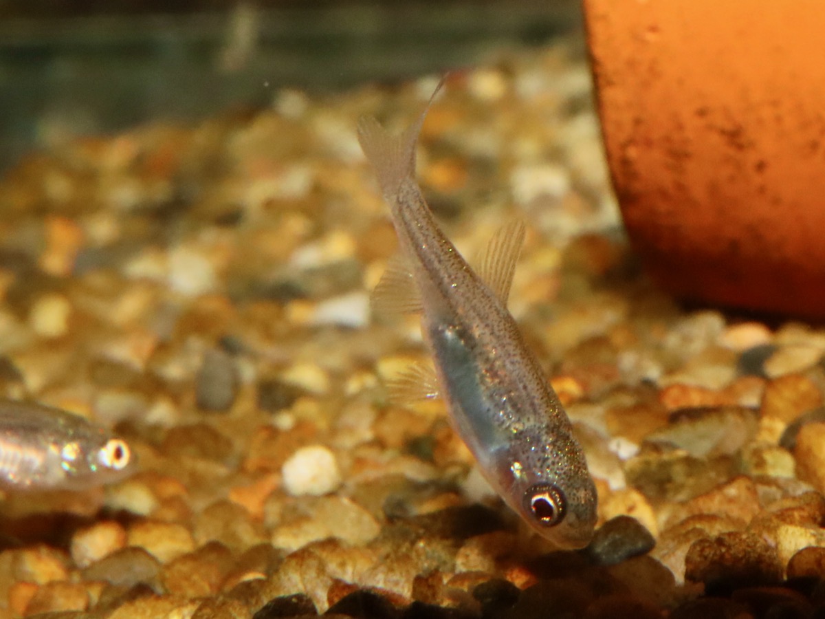 カワバタモロコの幼魚 繁殖 Hemigrammocypris rasborella