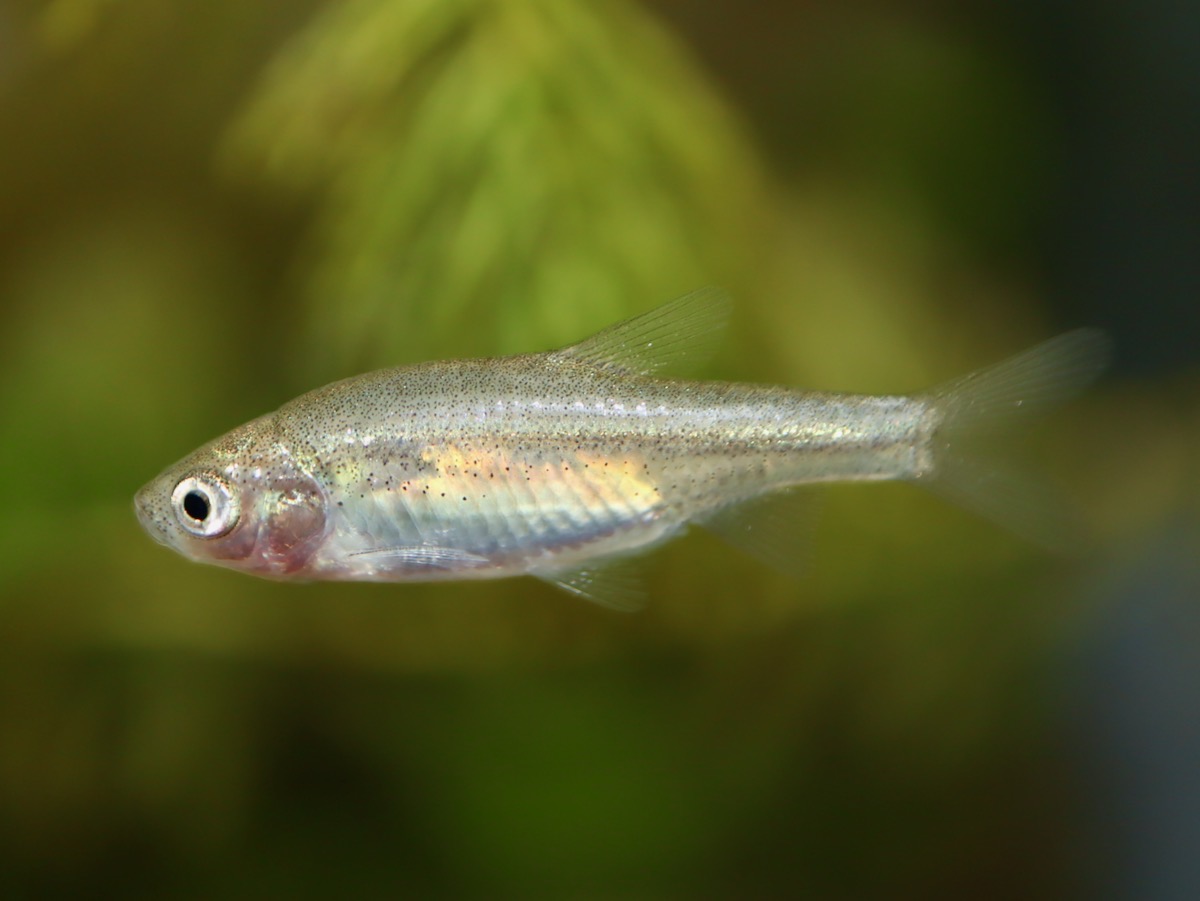 カワバタモロコの幼魚 繁殖 Hemigrammocypris rasborella