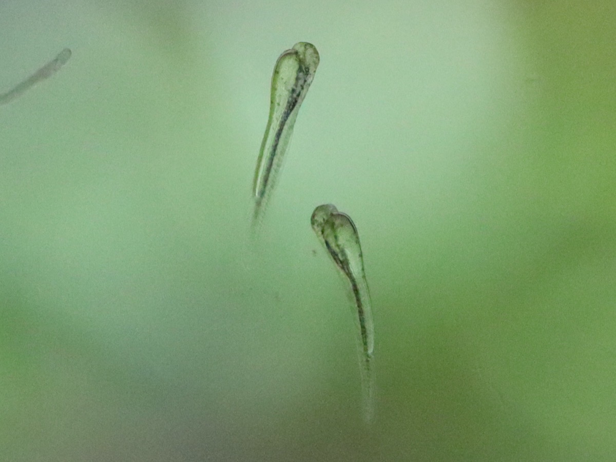 カワバタモロコの幼魚 繁殖 Hemigrammocypris rasborella