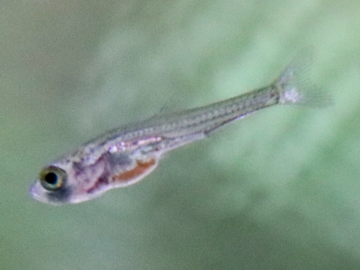 カワバタモロコの幼魚 繁殖 Hemigrammocypris rasborella