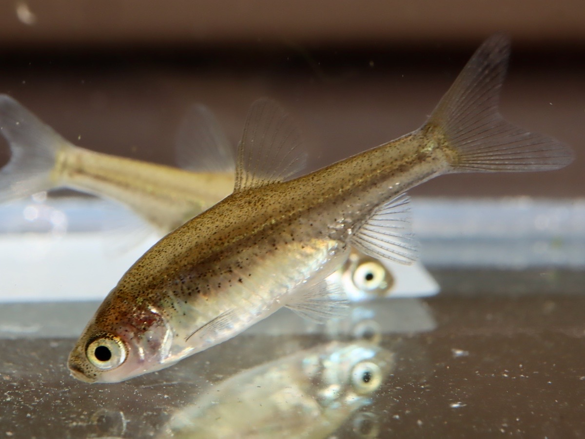 カワバタモロコの幼魚 繁殖 Hemigrammocypris rasborella