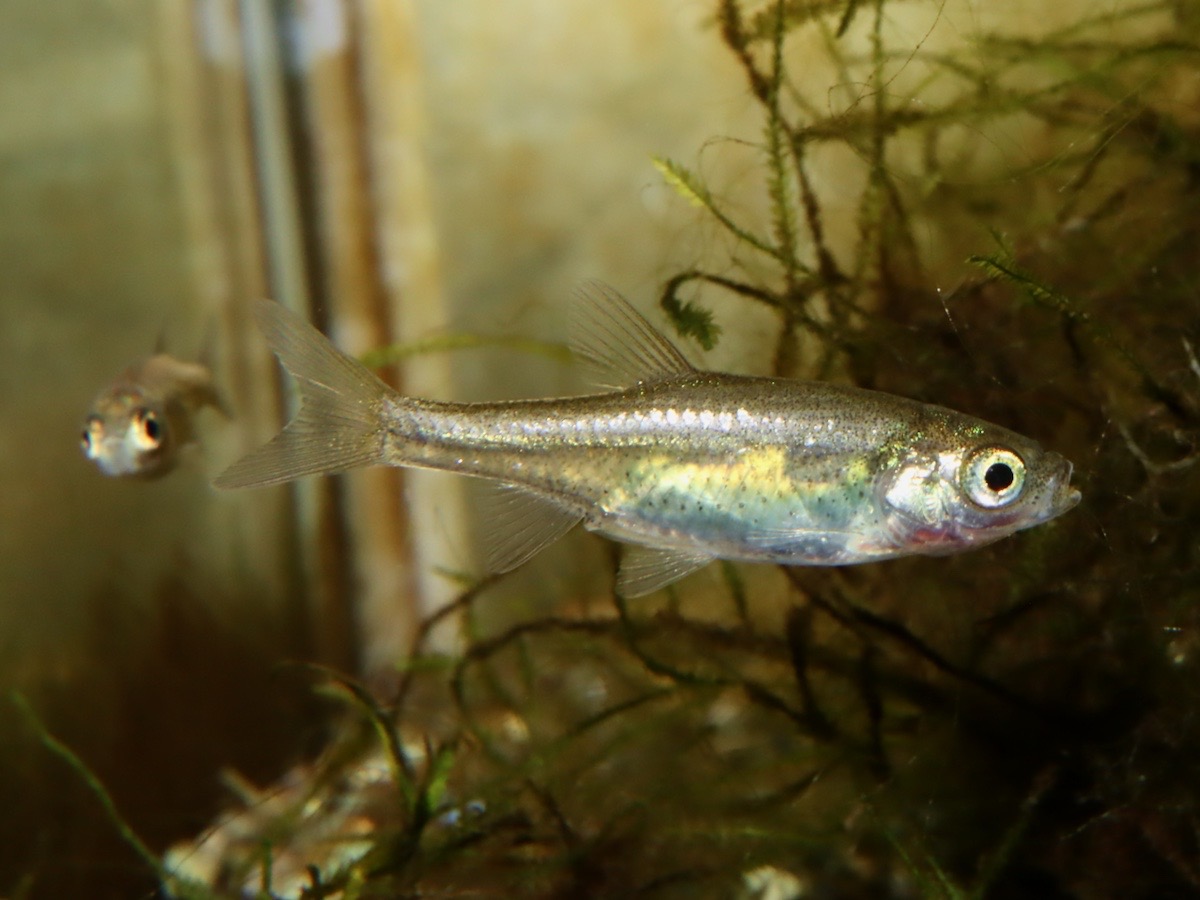 カワバタモロコの幼魚 繁殖 Hemigrammocypris rasborella